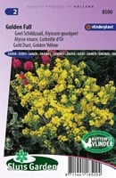 Alyssum Golden Fall Steinkraut