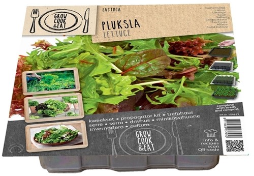 Treibhaus Gartensalat