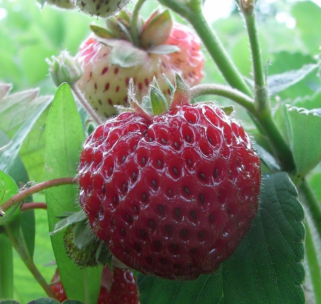 Erdbeer Framberry kaufen? Einfach online bestellen Gartencenter Koeman