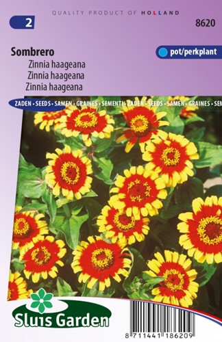 Zinnie Sombrero Zinnia Haageana