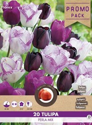 Tulpenzwiebeln Negrita – 10 Stück Lila Tulpen Für Beet & Schnittblumen | Winterhart