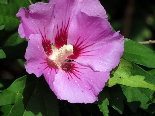 Straucheibisch Woodbridge - Hibiscus