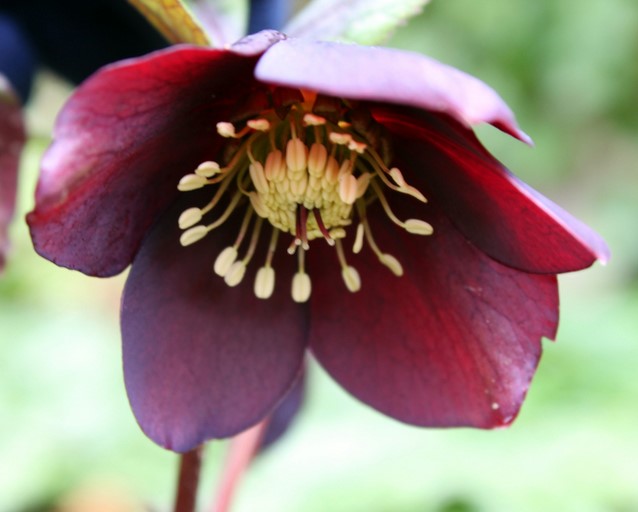 Helleborus Orientalis Pretty Ellen Red Lenzrose kaufen? Einfach online