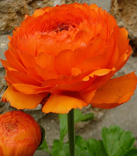 Ranunkel Orange - Doppel Orange - 10 Zwiebeln