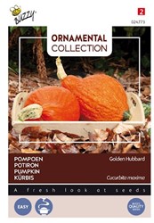 Kürbis Golden Hubbard - Ornamental Collection