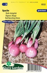 Rote Lauch- oder Frühlingszwiebel Apache