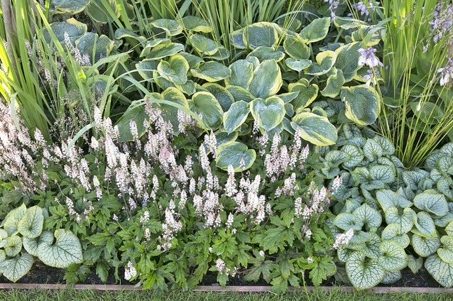 Garten Border Schattenpflanzen Modeste Herwig kaufen? Einfach online
