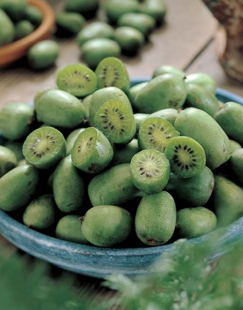 Actinidia Arguta Issai kaufen? Einfach online bestellen Gartencenter