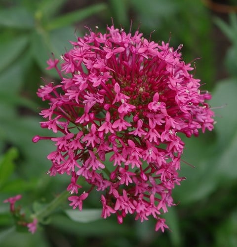 Centranthus ruber Coccineus - Rote Spornblume
