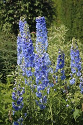 Ridderspoor Blue Bird - Delphinium (P)