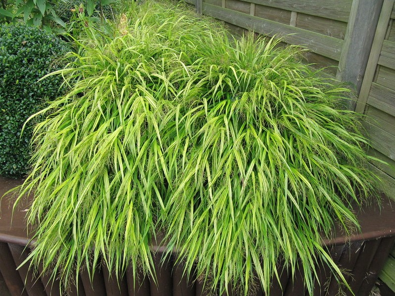 Hakonechloa macra Aureola JapanZwergschilfs kaufen? Einfach online
