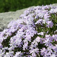 Polster-Phlox Emerald Cushion Blue - Phlox Subulata (Dreierpack)