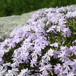 Polster-Phlox Emerald Cushion Blue - Phlox Subulata (Dreierpack)