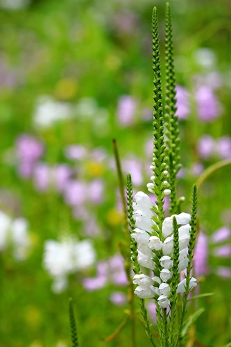 Physostegia virginiana Alba – Gelenkblume