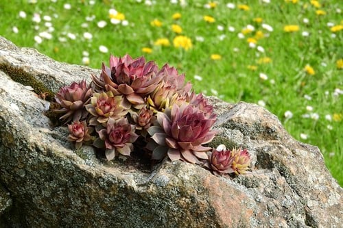 Sempervivum mix – Hauswurzen mischung