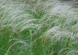 Stipa tenuissima Ponytails – Mexikanisches Federgras, Zartes