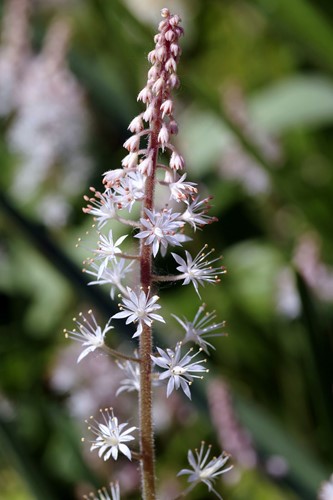 Tiarella wherryi – Amerikanische Schaumblüte, Schaumkerze