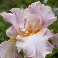 Deutsche Schwertlilie Constant Wattez - Iris Germanica (Dreierpack)