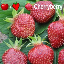 2x Erdbeerpflanzen Cherryberry - Fragaria