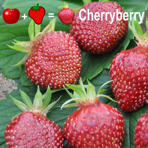 2x Erdbeerpflanzen Cherryberry - Fragaria
