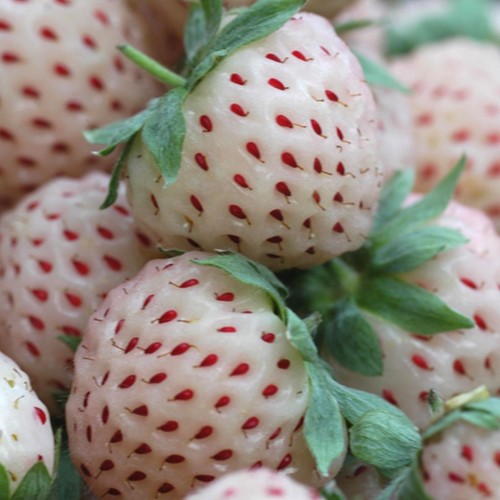 Erdbeer White Pineberry (gartenfertig) - Fragaria