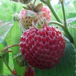 Erdbeer Framberry (gartenfertig) - Fragaria