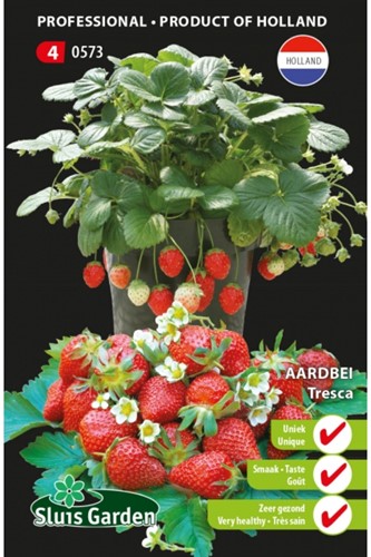 Erdbeere Tresca - Fragaria