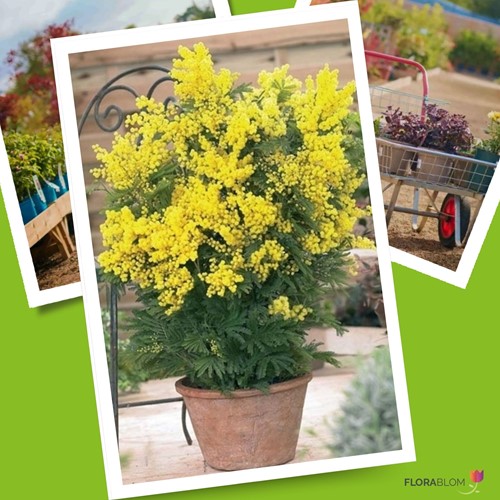 Acacia dealbata - Mimosa (Topfpflanze)