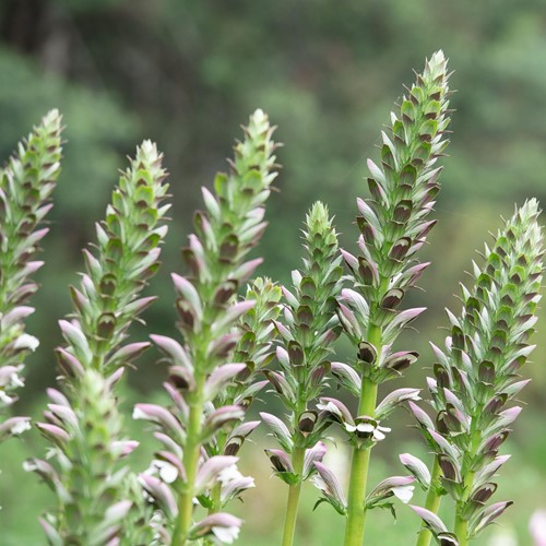 Wahrer Bärenklau - Acanthus mollis