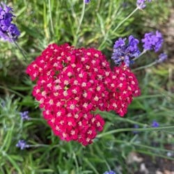 Schafgarbe Paprika - Achillea millefolium