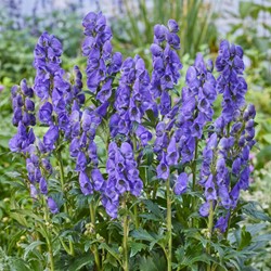 Eisenhut Arendsii - Aconitum carmichaelii Arendsii