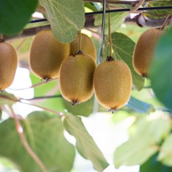 Actinidia deliciosa Jenny – Kiwi zelfbestuivend (Driepack)