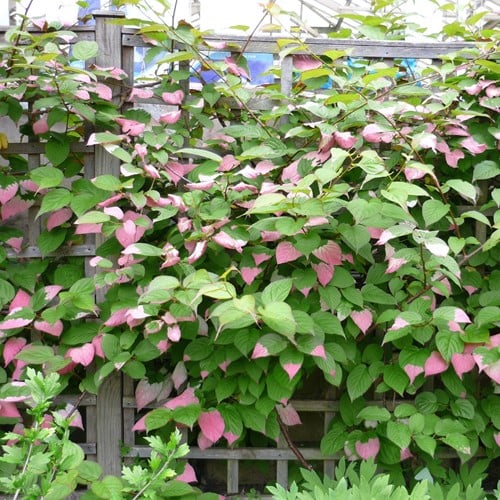 Actinidia Kolomikta - Minikiwi