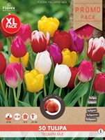Tulpen Triumph Mischung-2