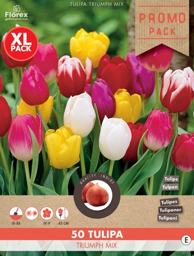 Tulpen Triumph Mischung-2