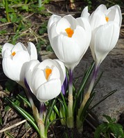 Krokusse Jeanne d'Arc - Crocus Joan of Arc (Großpackung)-2