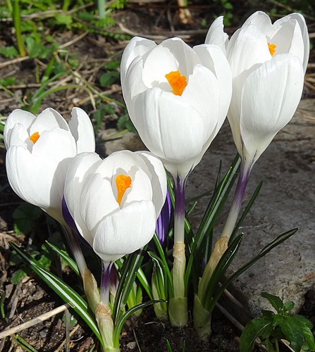 Krokus Jeanne d'Arc - Crocus Joan of Arc (Grootverpakking)-2