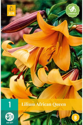 Lilien African Queen - Lilium trumpet