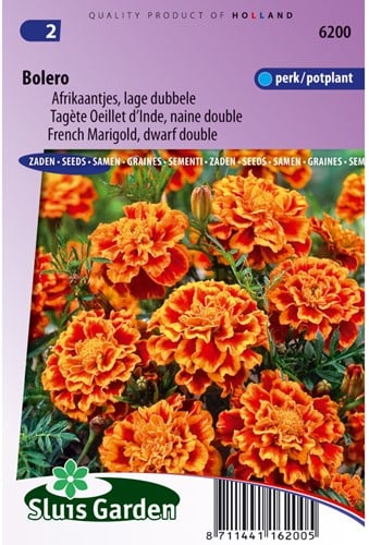 Samtblume Bolero - Tagetes