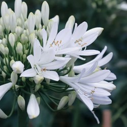 Agapanthus Alba - Schmucklilie Topfpflanze