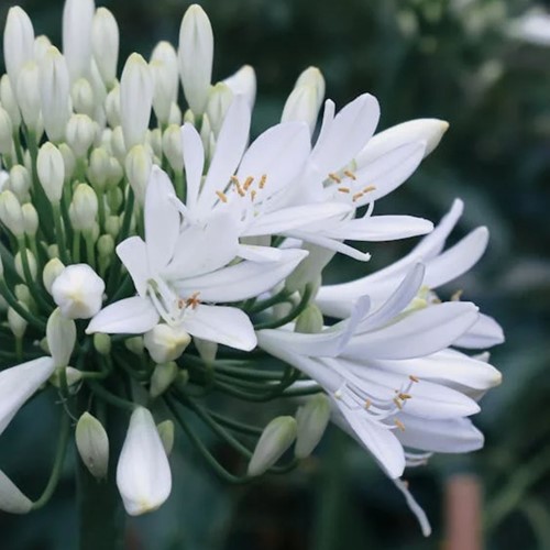 Agapanthus Alba - Schmucklilie Topfpflanze