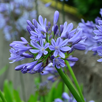 Agapanthus Blau