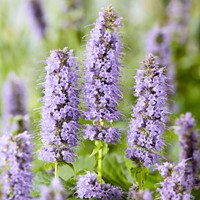Duftnessel Blue Fortune - Agastache