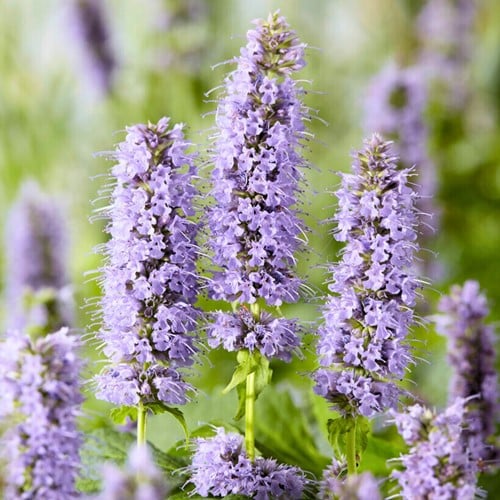 Duftnessel Blue Fortune - Agastache