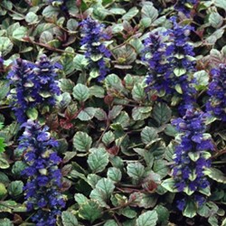 Rotblättriger Günsel Burgundy Glow - Ajuga reptans