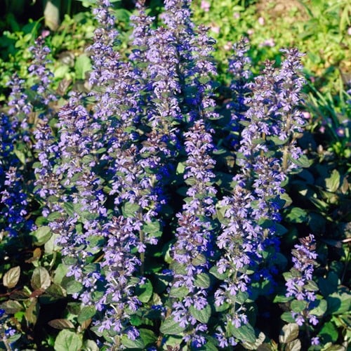 Rotblättriger Günsel Atropurpurea - Ajuga reptans