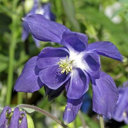 Akelei - Aquilegia Alpina