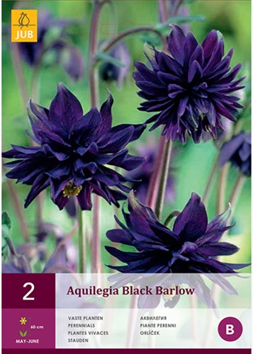 Akelei Black Barlow - Aquilegia-2