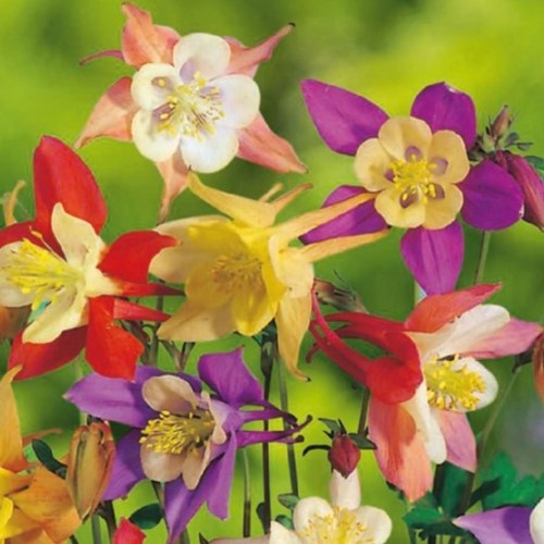 Akeleimischung - Aquilegia