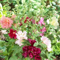 Alcea Rosea Mix - Stockrose